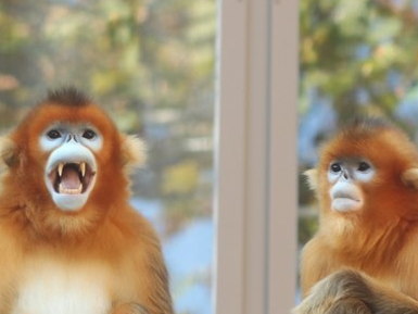 변명거리 가득한 공지 thumbnail