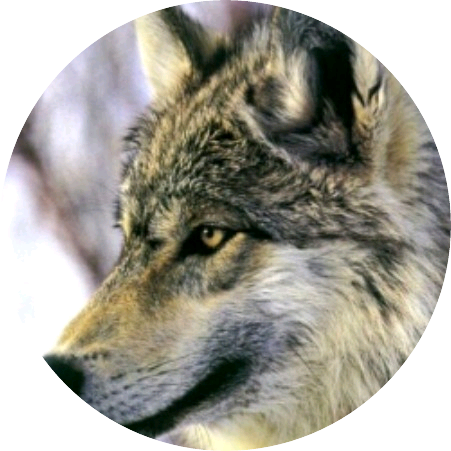 늑대인간(민현 image