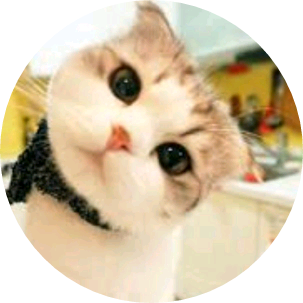 스코티쉬 폴드(대휘 image