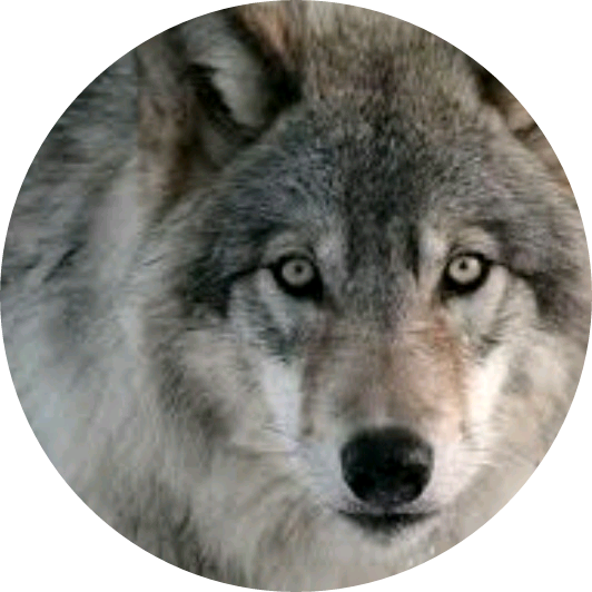 늑대(강다니엘 image