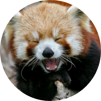 레서판다(관린 image