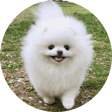 포메라니안(진영 image