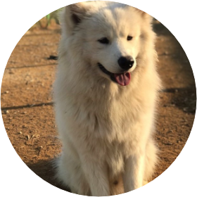 강아지(승우) image