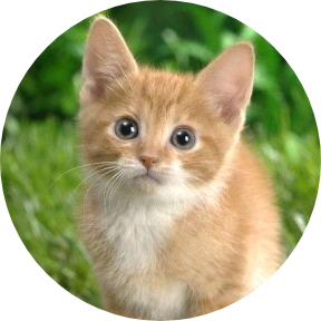 여주(고양이) image