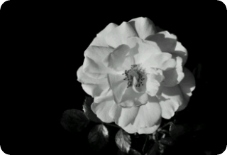 [比赛3]黑玫瑰 thumbnail