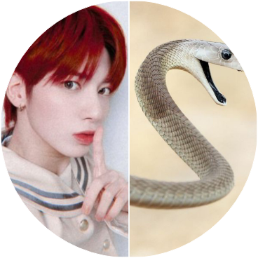 남준&태현&뱀 image