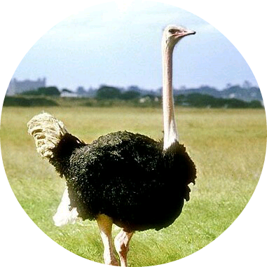 타조(임푸름) image