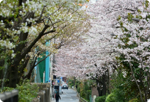 我們的春日 thumbnail