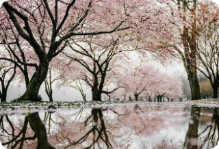 어느날 세자빈 thumbnail