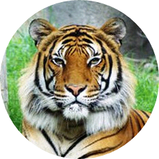 호랑이/김태형 image