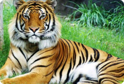 반인반수라면요? thumbnail