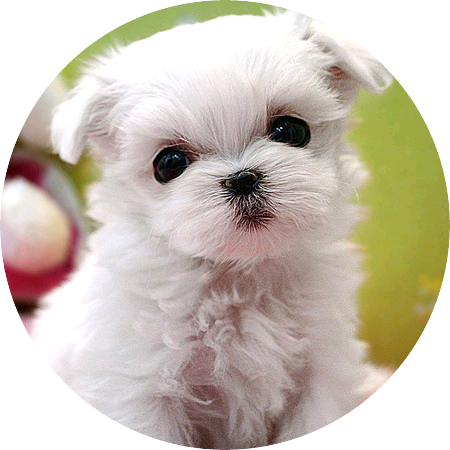 여주(푸딩이) image