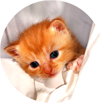 (여주)고양이 image