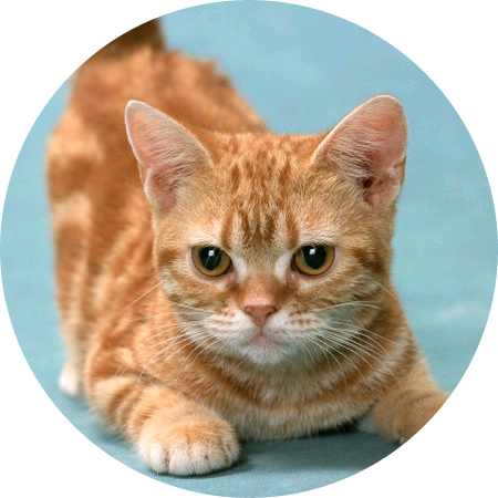 선호 고양이 image