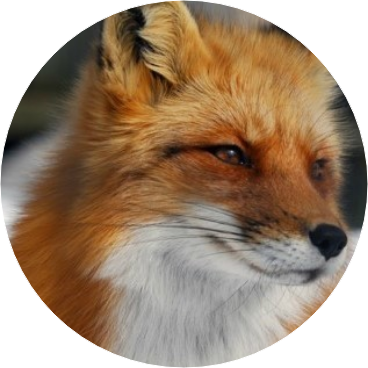 백여주/구미호 image