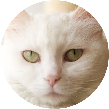 반인반수 고양이 image