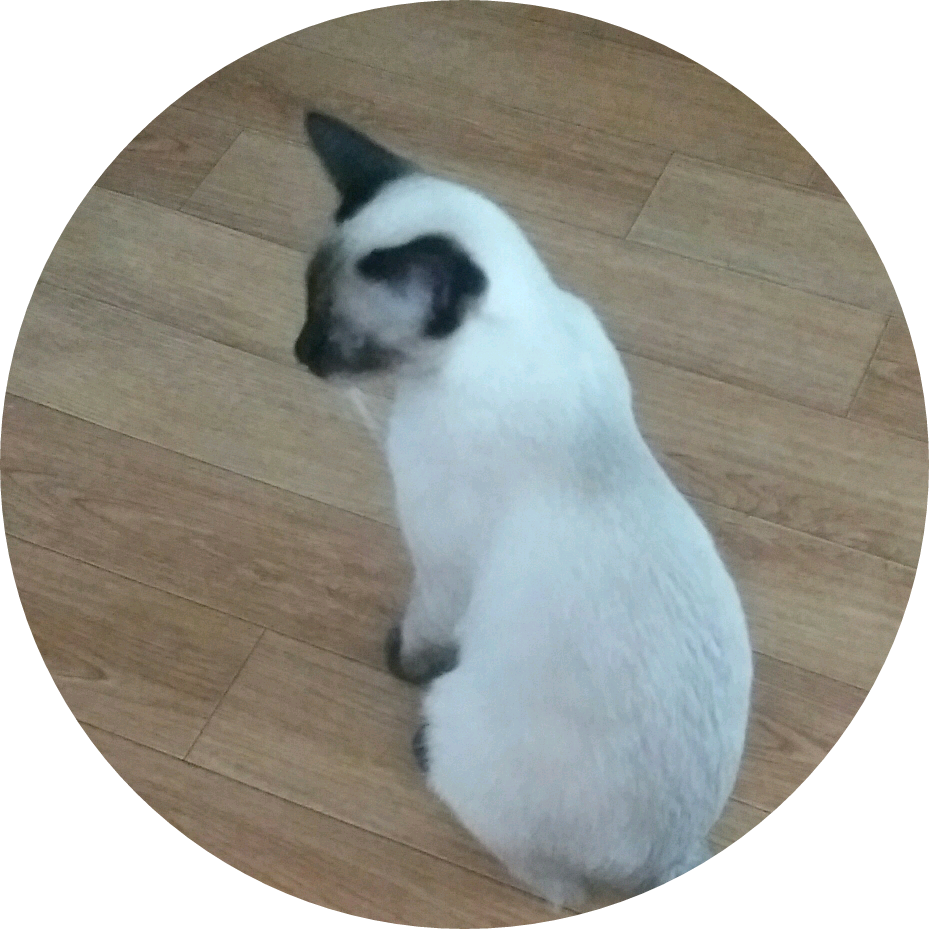 트둥이냥 작가 image