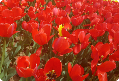 남고의 홍일점  thumbnail