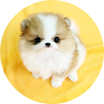 태태(김태형) image