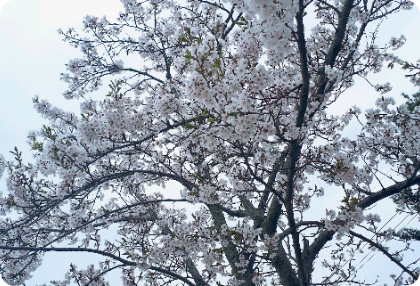 사과하고친구 thumbnail