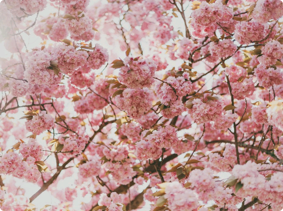 最初の桜、そして最後の桜 thumbnail