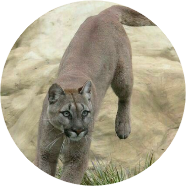 전정국((퓨마 image