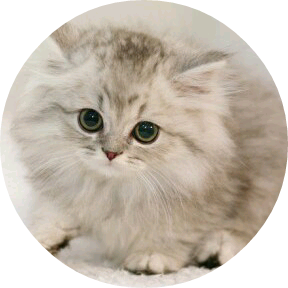 이지훈(고양이) image