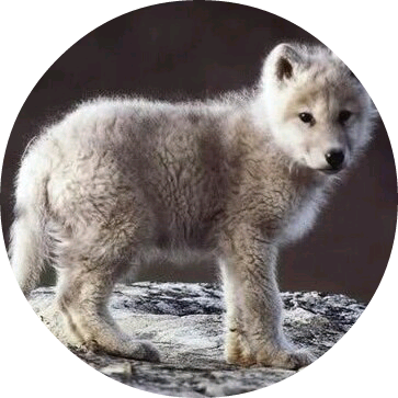 늑대(이가은 image