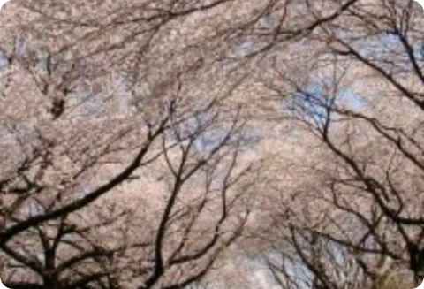 “粉色项链” thumbnail