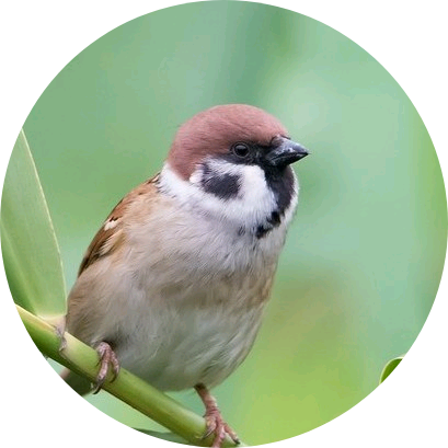 나는야 짹짹이 image