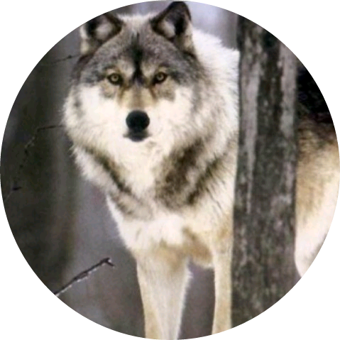 늑대 image