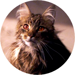 노리스 부인 image