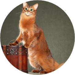 루크 루이스 image