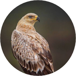 호석의 전서구 image