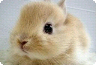 我的初戀是半人半獸。 thumbnail