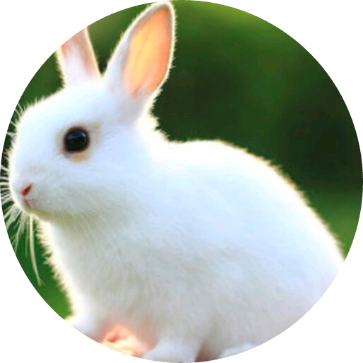 토끼 image
