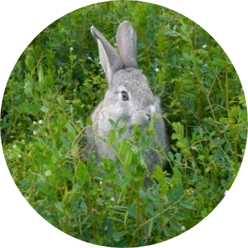 의문의 토끼 image