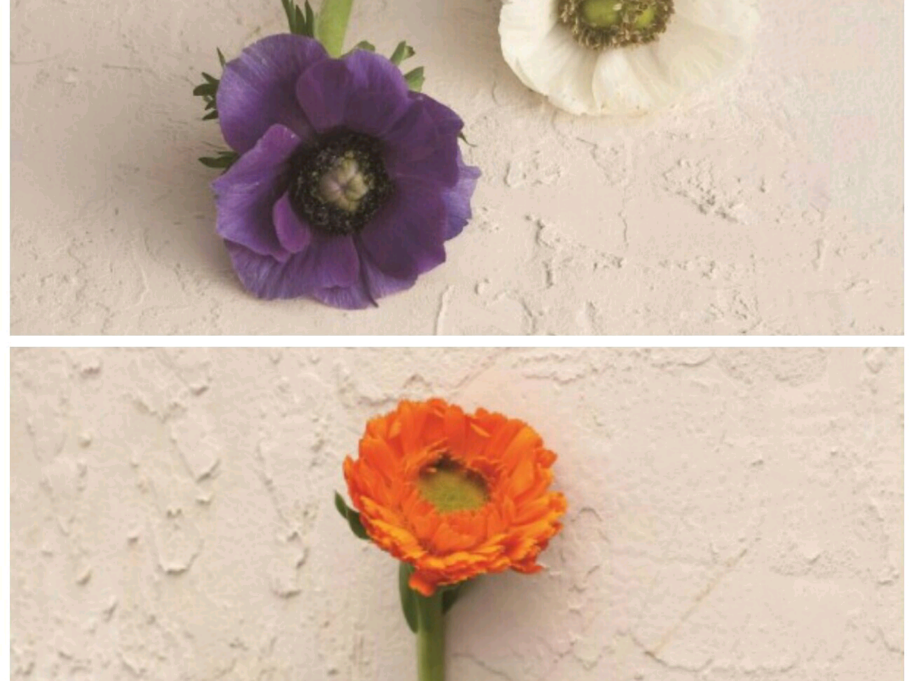 Fiori che sbocciano e petali che cadono thumbnail