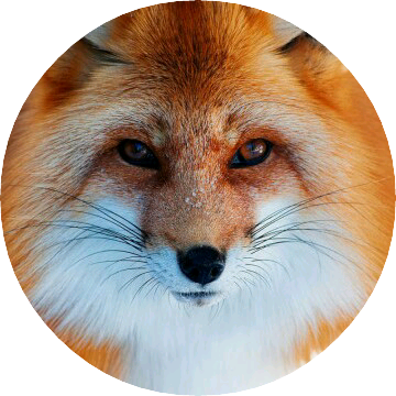 불여우(소정 image