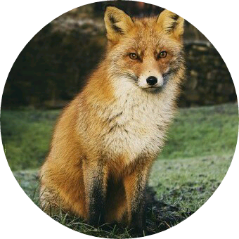 구미호(모모 image