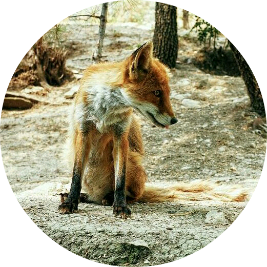 구미호(정예인 image