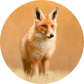 여우[윤여주] image