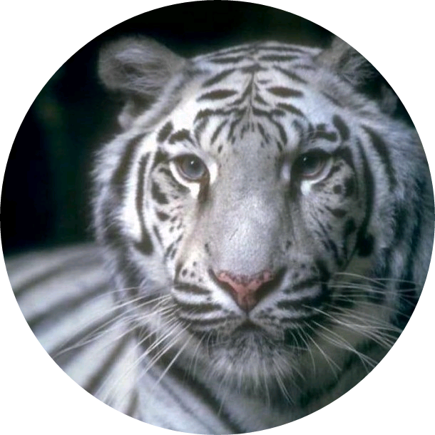 백호(박여주) image