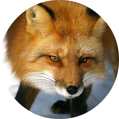 임나연(여우) image