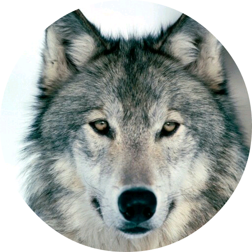 이석민(늑대) image