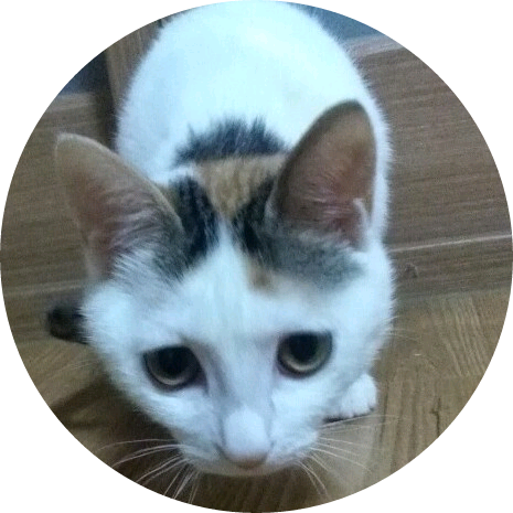 7마리 고양이들 image