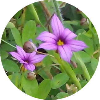종 image