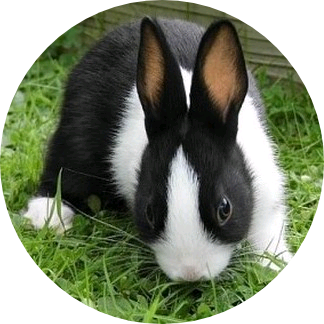 토끼/전정국 image