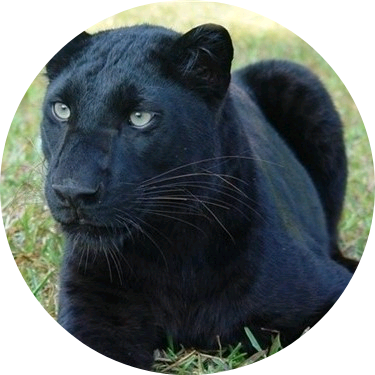 흑표범(융기) image