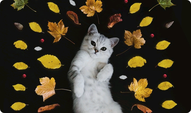 Heart Beat*반인반수 thumbnail